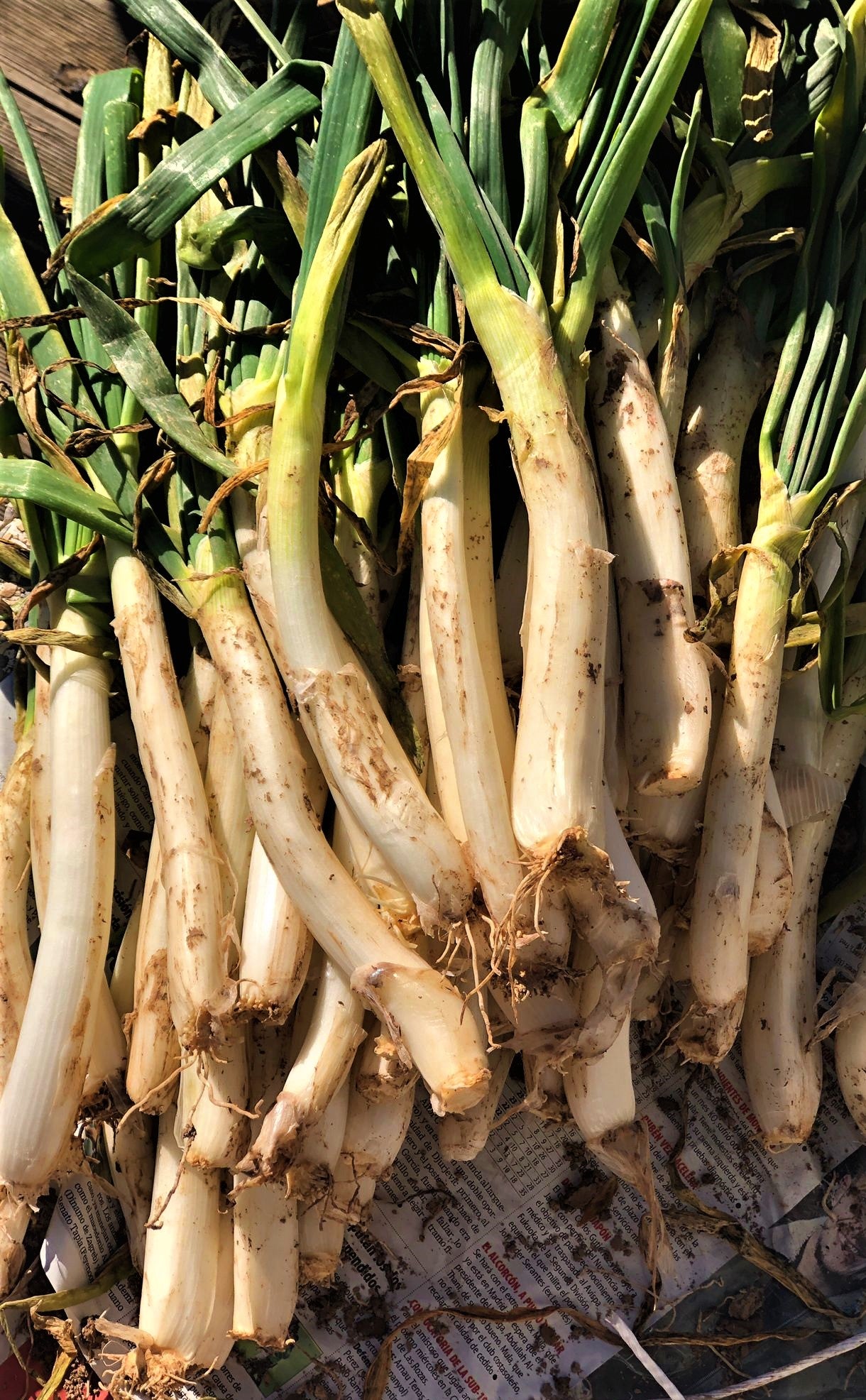 Calçot - Manat de 25 unitats