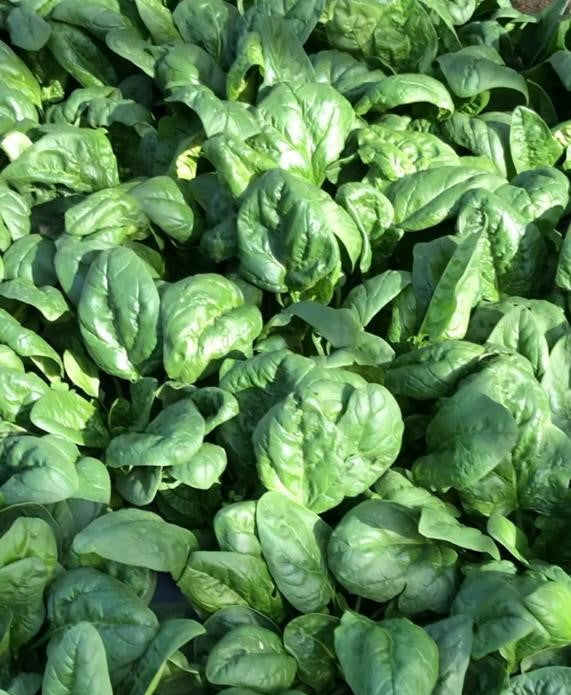 Espinacs | Preu x manat