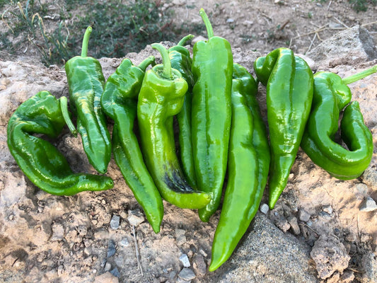 la-cistella-de-montgai-pebrot-verd-italia