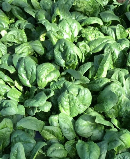 Espinacs | Preu x manat