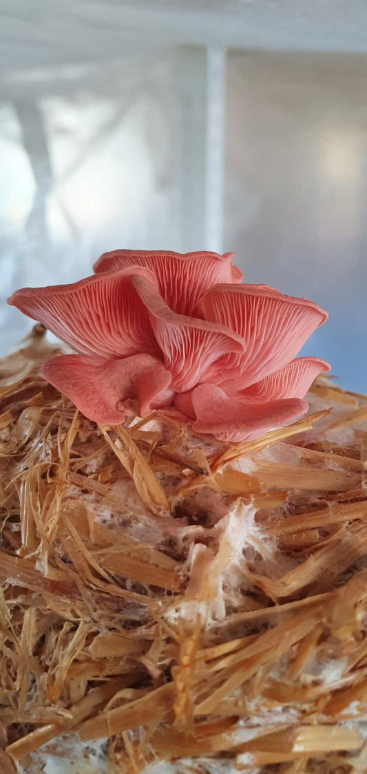 la-cistella-de-montgai-girgola-rosa