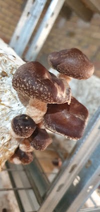 la-cistella-de-montgai-xiitake