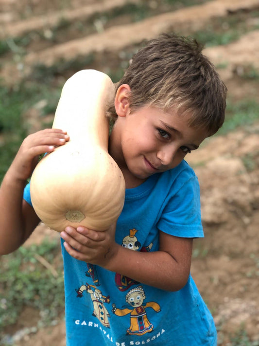 Carbassa de Violí (3 Kg aprox)